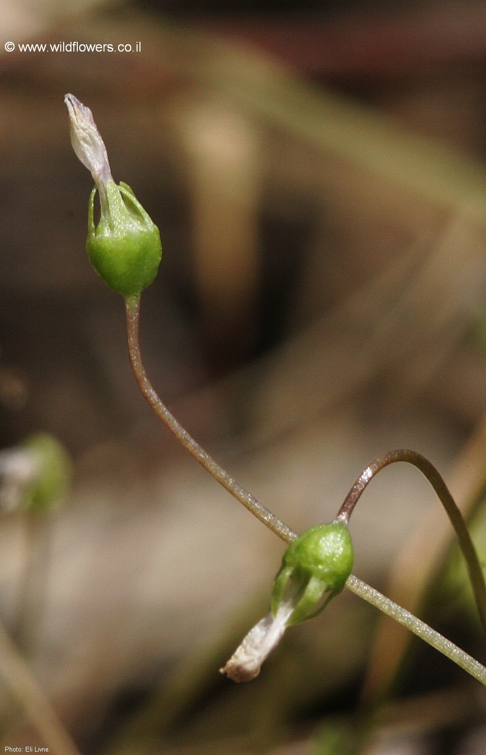Solenopsis  laurentia     
